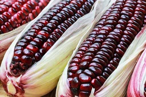 Great benefit of purple sweet corn