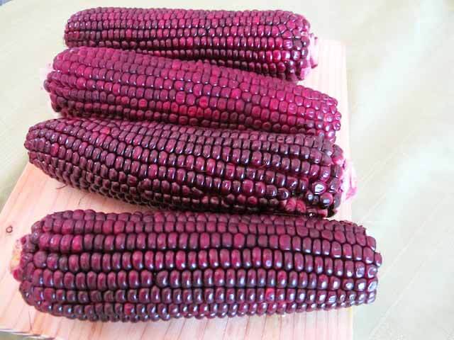 Great benefit of purple sweet corn